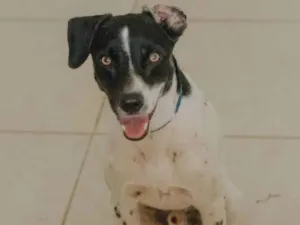 Cachorro raça SRD idade 2 anos nome Pablinho