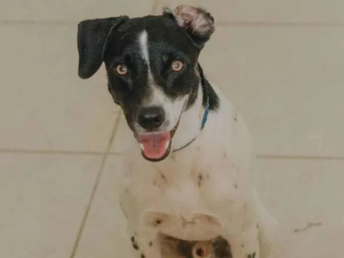 Cachorro ra a SRD idade 2 anos nome Pablinho