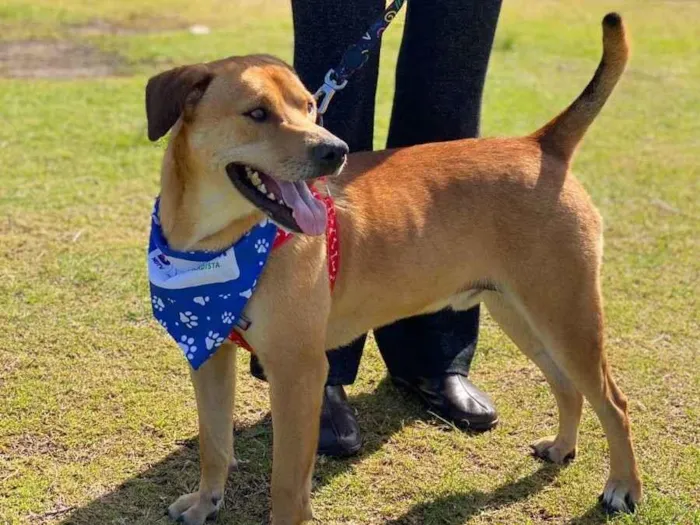 Cachorro ra a Srd idade 2 anos nome Barto