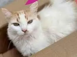 Gato raça SRD idade 3 anos nome Charlotte 