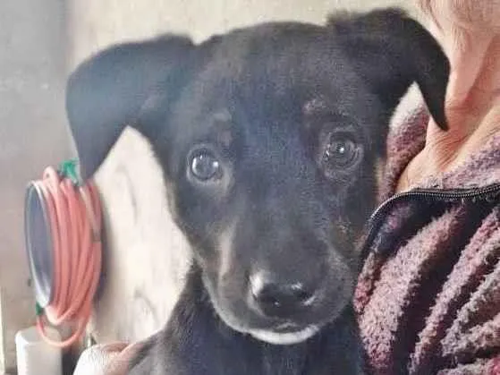 Cachorro raça SRD idade 2 a 6 meses nome JOLIE