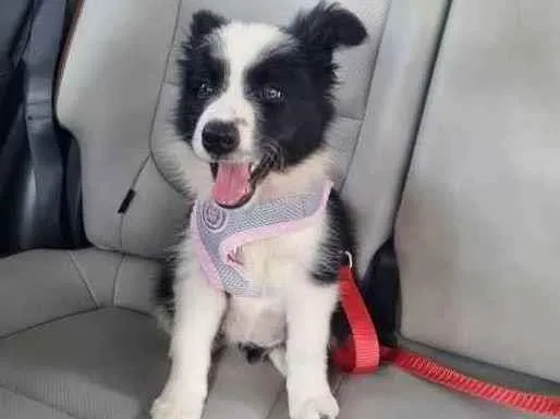 Cachorro raça BORDER COLLIE  idade 2 a 6 meses nome Flecha