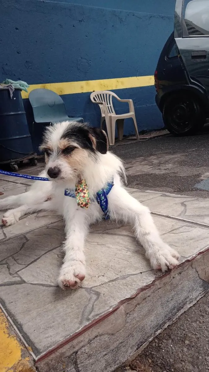 Cachorro ra a Não sei idade 1 ano nome Cacau