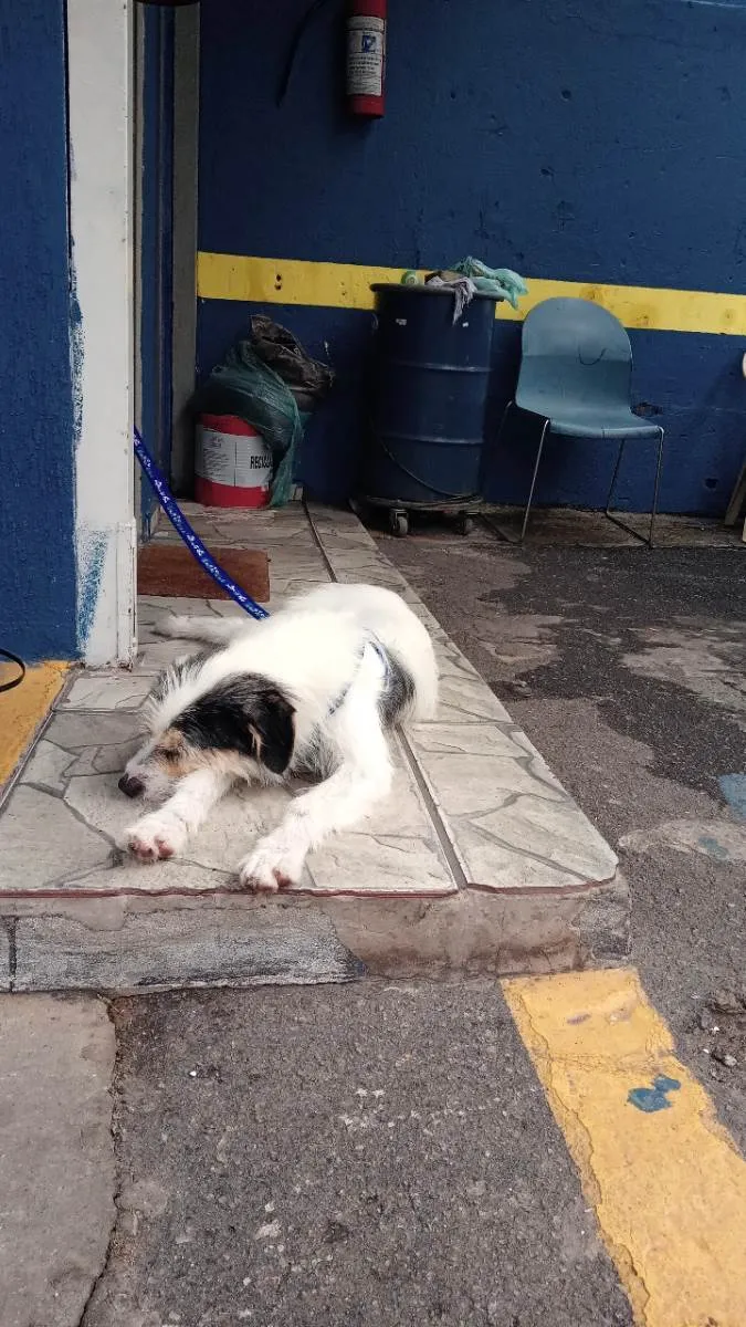 Cachorro ra a Não sei idade 1 ano nome Cacau