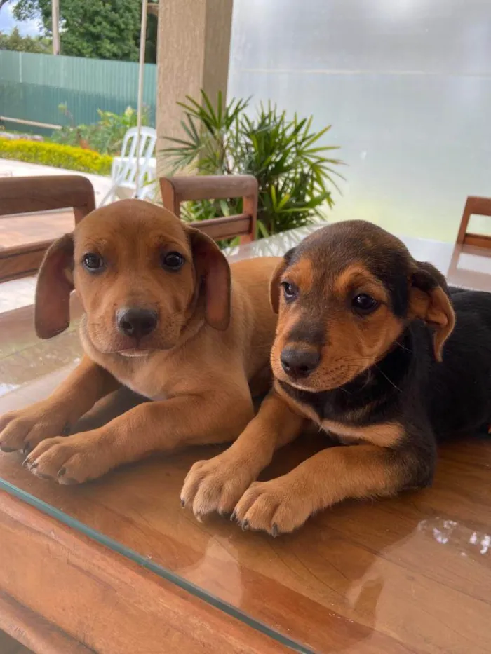 Cachorro ra a SRD idade Abaixo de 2 meses nome Filhotinhos