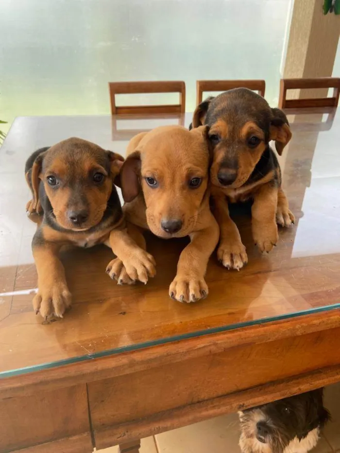 Cachorro ra a SRD idade Abaixo de 2 meses nome Filhotinhos