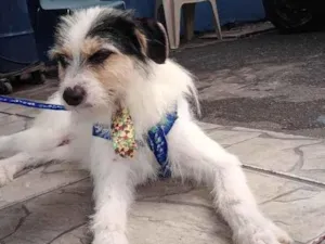 Cachorro raça Não sei idade 1 ano nome Cacau