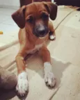 Kaya 