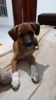 Kaya 