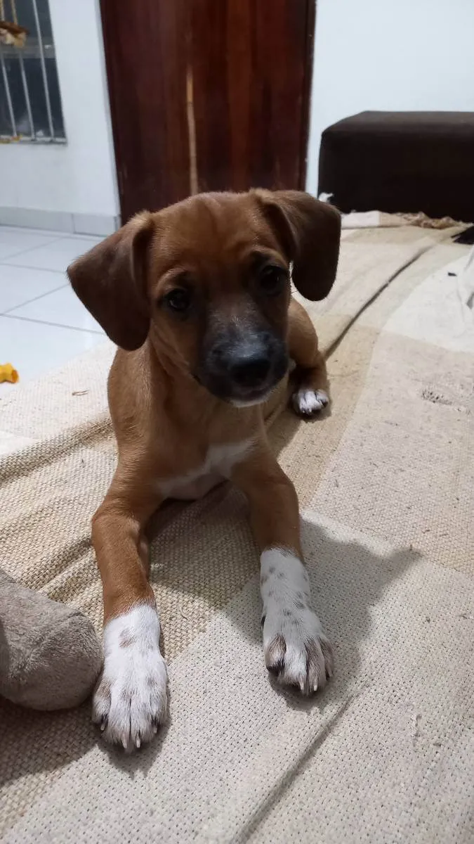 Cachorro ra a Srd idade 7 a 11 meses nome Kaya 