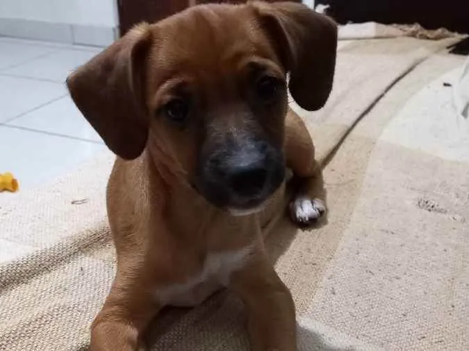 Cachorro ra a Srd idade 7 a 11 meses nome Kaya 