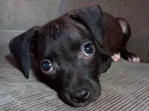 Cachorro raça Sem Raça Definida idade 2 a 6 meses nome Preta