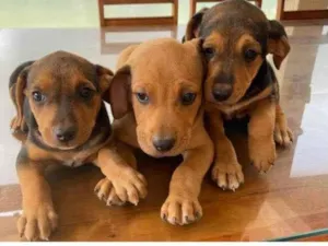 Cachorro raça SRD idade Abaixo de 2 meses nome Filhotinhos