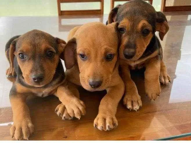 Cachorro ra a SRD idade Abaixo de 2 meses nome Filhotinhos