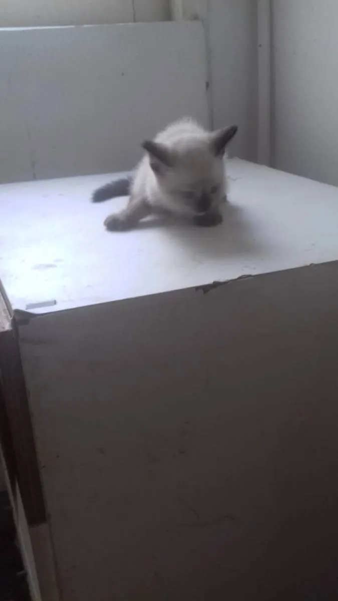 Gato ra a ND idade Abaixo de 2 meses nome Filhotes