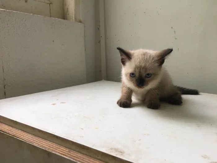 Gato ra a ND idade Abaixo de 2 meses nome Filhotes