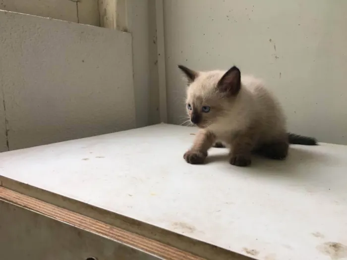 Gato ra a ND idade Abaixo de 2 meses nome Filhotes
