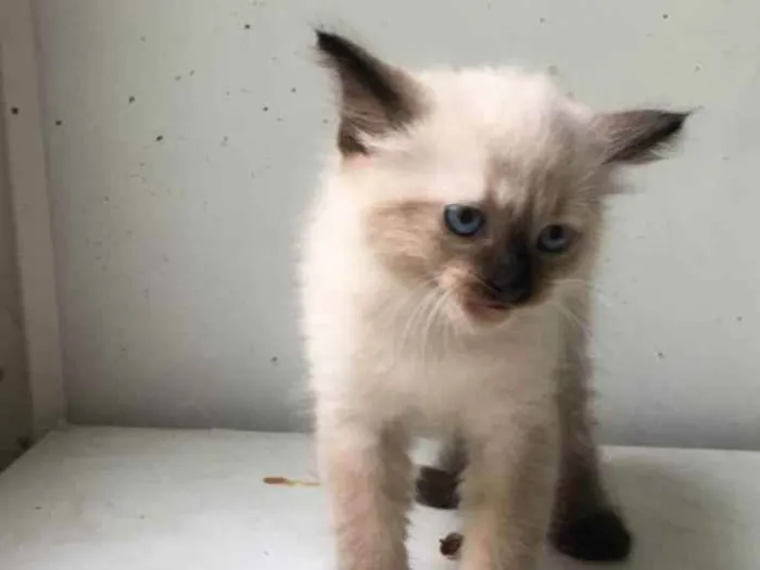 Gato ra a ND idade Abaixo de 2 meses nome Filhotes