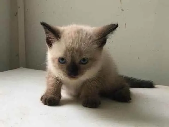Gato ra a ND idade Abaixo de 2 meses nome Filhotes