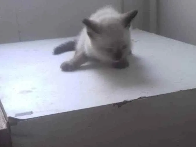 Gato ra a ND idade Abaixo de 2 meses nome Filhotes