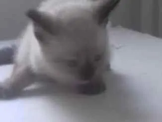 Gato ra a ND idade Abaixo de 2 meses nome Filhotes