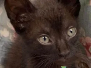 Gato raça Mestiço  idade Abaixo de 2 meses nome Black 