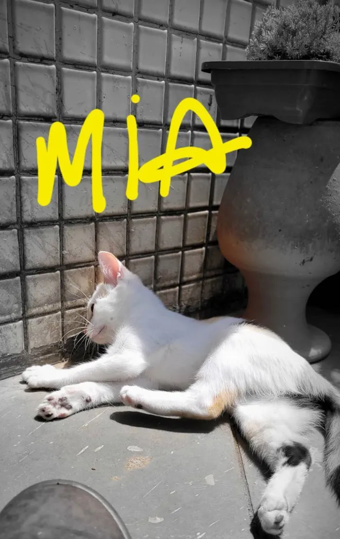 Gato ra a Indefenida  idade 2 a 6 meses nome Mia 