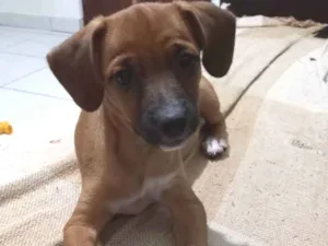 Cachorro raça Srd idade 7 a 11 meses nome Kaya 