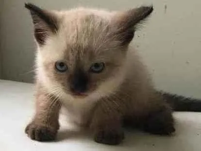 Gato ra a ND idade Abaixo de 2 meses nome Filhotes