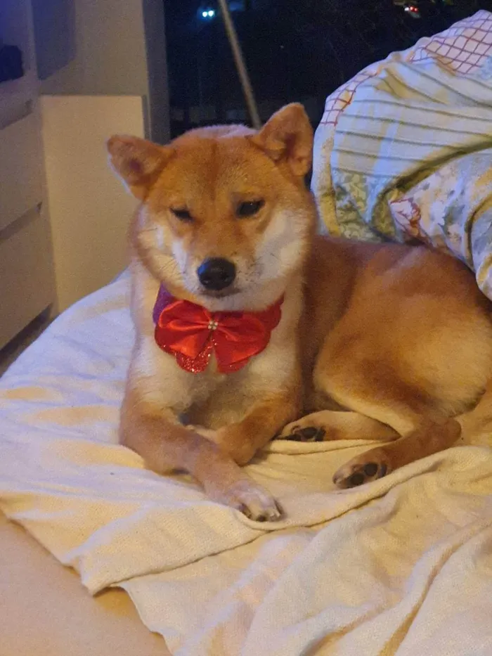 Cachorro ra a Shiba inu idade 4 anos nome izumi