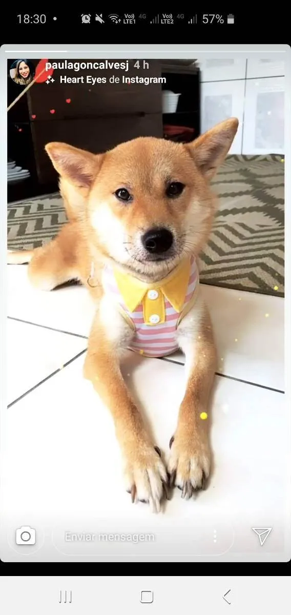 Cachorro ra a Shiba inu idade 4 anos nome izumi