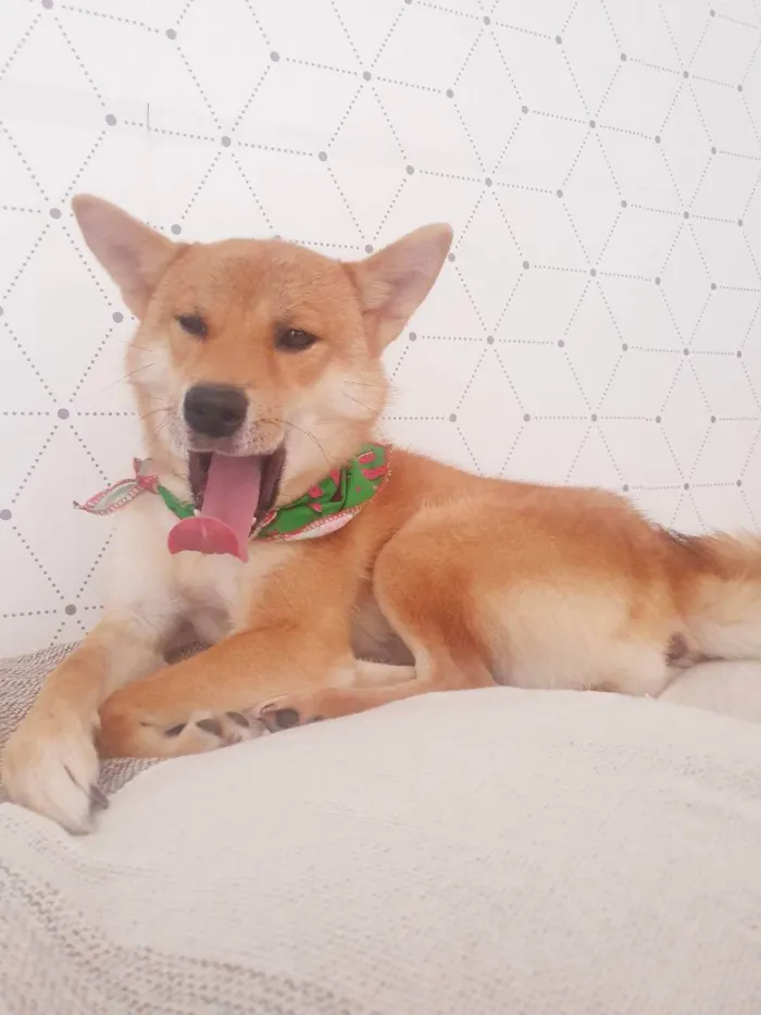 Cachorro ra a Shiba inu idade 4 anos nome izumi