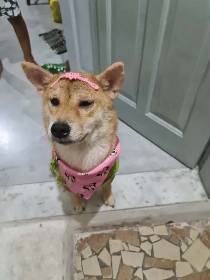 Cachorro ra a Shiba inu idade 4 anos nome izumi