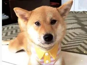 Cachorro raça Shiba inu idade 4 anos nome izumi