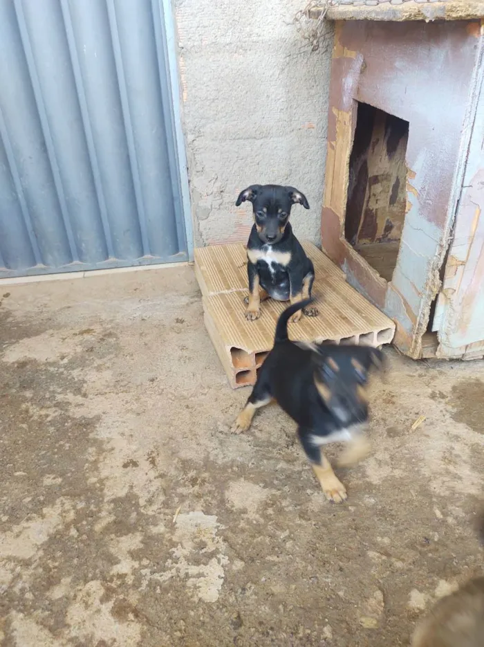 Cachorro raça Indefinida  idade 2 a 6 meses nome Xena 