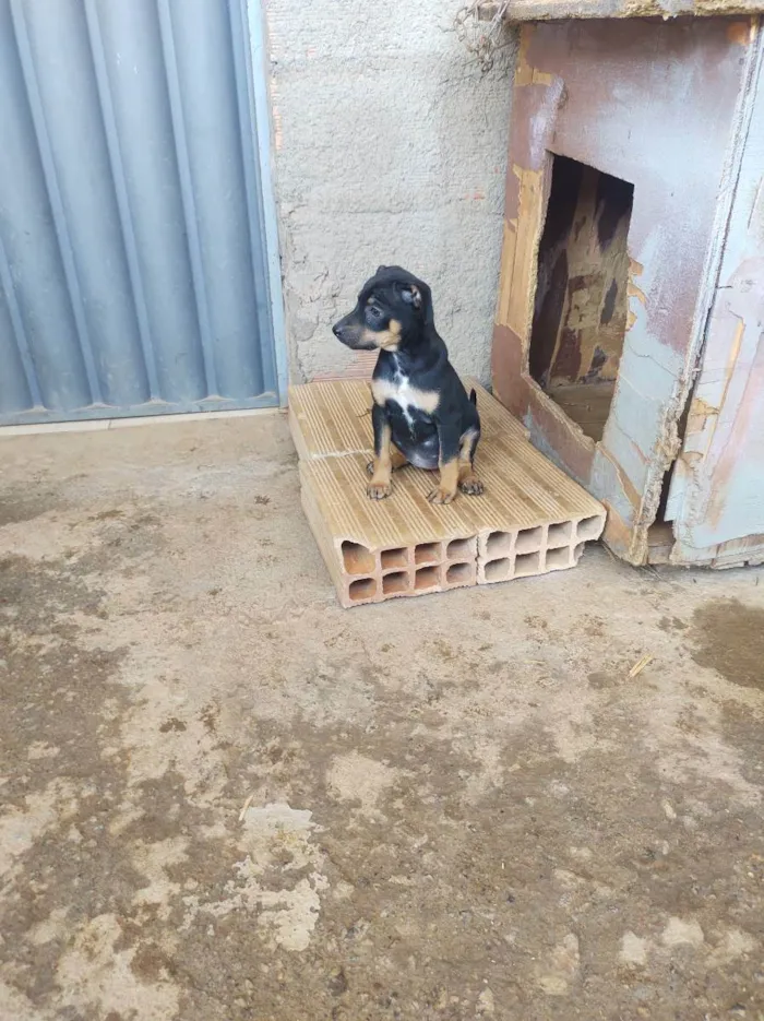 Cachorro raça Indefinida  idade 2 a 6 meses nome Xena 