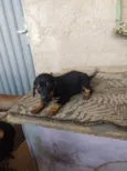 Xena 