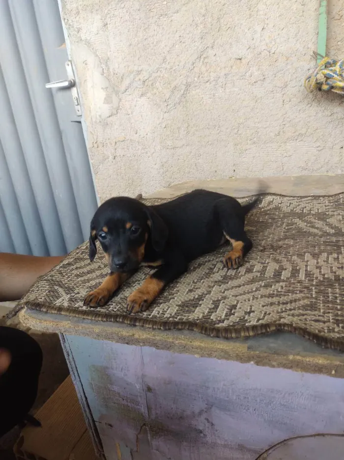 Cachorro raça Indefinida  idade 2 a 6 meses nome Xena 