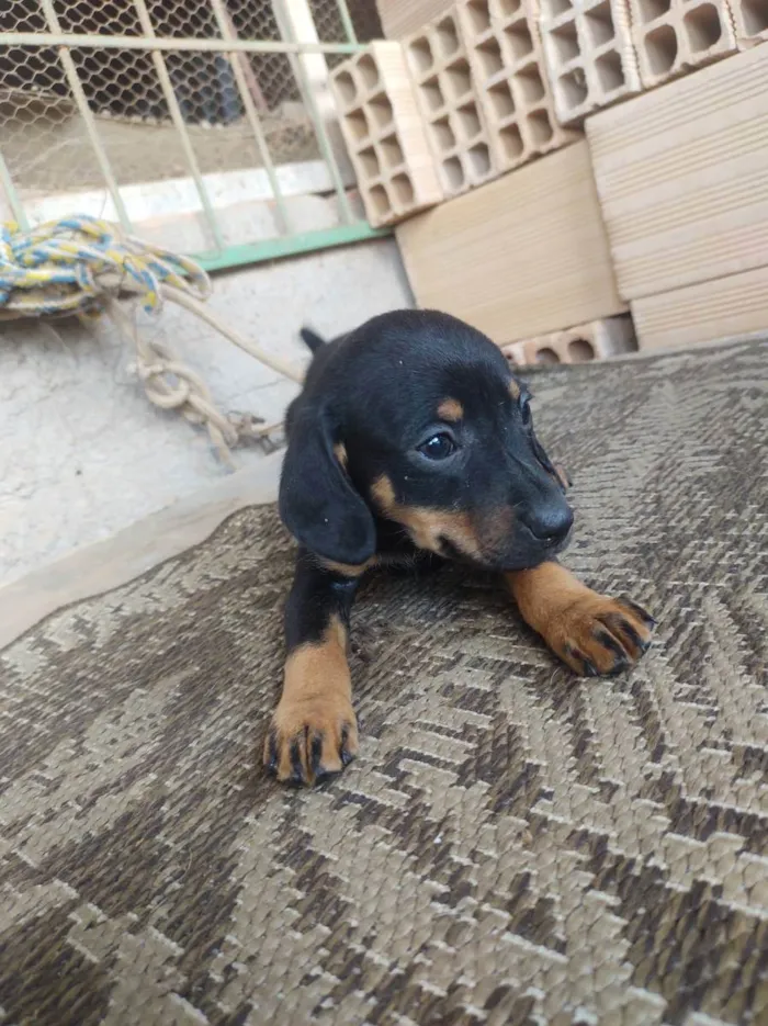 Cachorro raça Indefinida  idade 2 a 6 meses nome Xena 