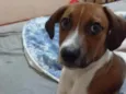 Chamo de Doby .