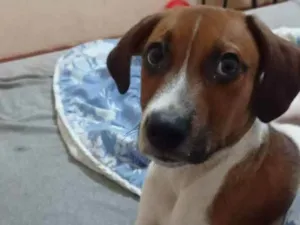 Cachorro raça Não sei idade 7 a 11 meses nome Chamo de Doby .