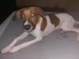Chamo de Doby .
