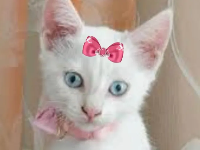 Gato ra a Mestiça  idade 2 a 6 meses nome Luna 