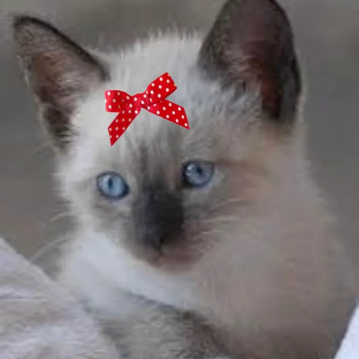 Gato ra a Mestiça  idade 2 a 6 meses nome Bia 
