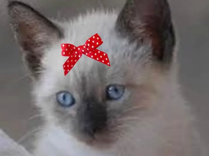 Gato ra a Mestiça  idade 2 a 6 meses nome Bia 