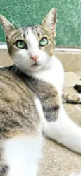 Pupunha