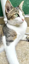 Pupunha