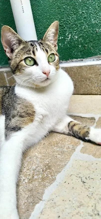 Gato ra a srd idade 1 ano nome Pupunha