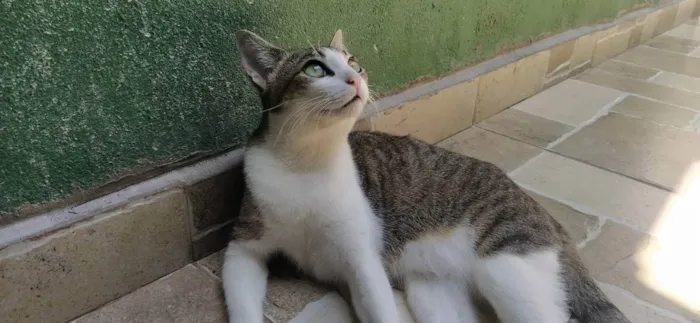Gato ra a srd idade 1 ano nome Pupunha