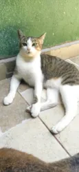 Pupunha